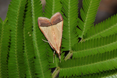 Pseudonoorda rubricostalis