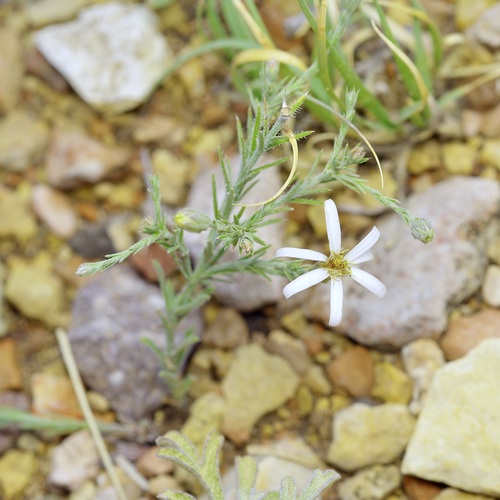 Heath-leaved Chaetopappa