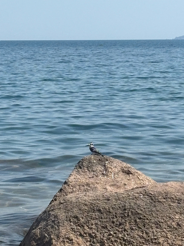 Pied Kingfisher