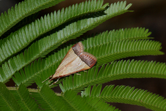 Pseudonoorda rubricostalis