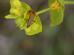 Oedemera podagrariae