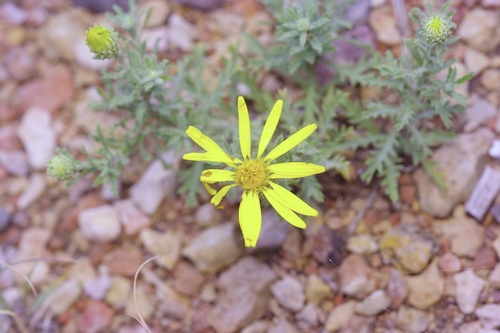 Cut-leaf Ironplant