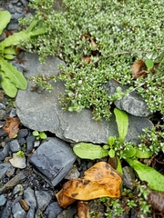 Raoulia tenuicaulis, photograph author not stated, no rights reserved