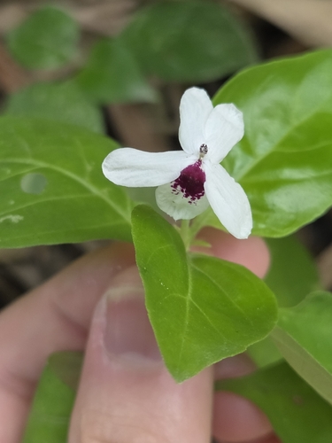 Pseuderanthemum bicolor observed 2026-05-26