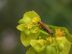Oedemera podagrariae