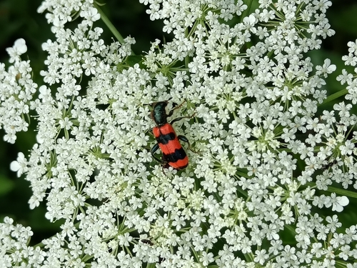 Bee-eating Beetle