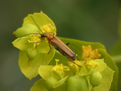 Oedemera podagrariae