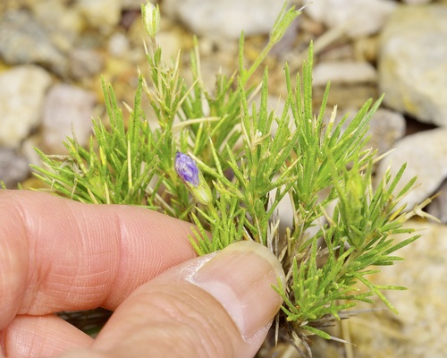 Prickleaf Gilia