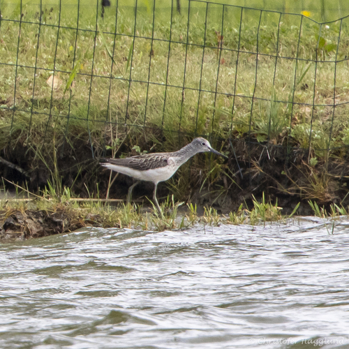 iNaturalist image
