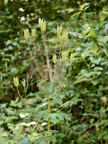 Aquilegia dumeticola