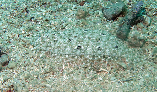 Asterorhombus observed 2026-07-11