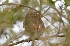 Glaucidium nana