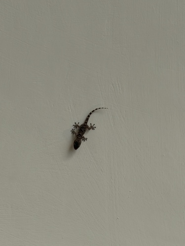 Moorish Gecko