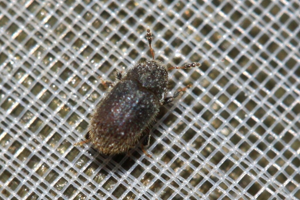Phloeotribus cristatus