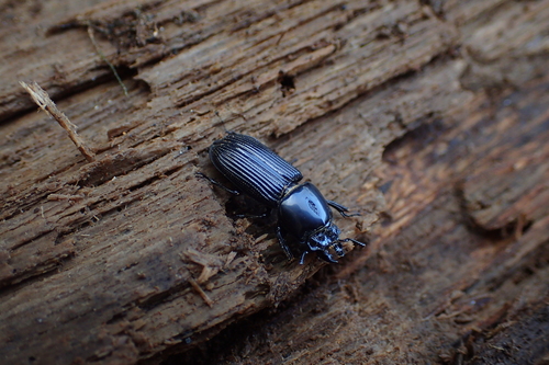 Figulus foveicollis