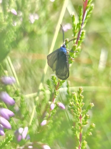 Rhagades pruni