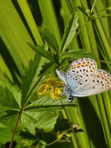 Silver-studded Blue