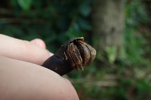 Cavipes Hermit Crab