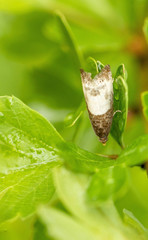 Notocelia cynosbatella