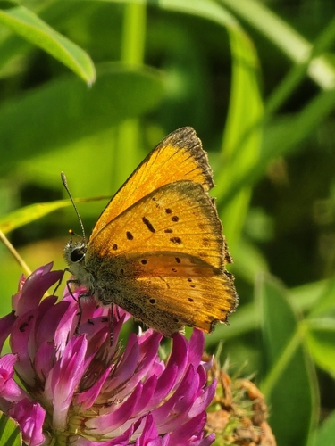 Scarce Copper