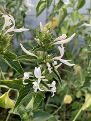 Hypoestes aristata alba