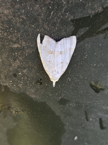 Scarce Black Arches