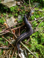 Limax cinereoniger