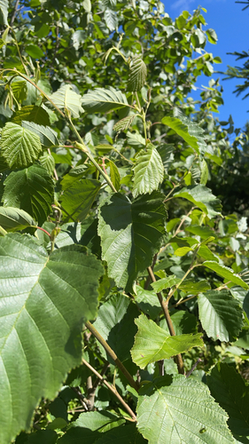 grey alder