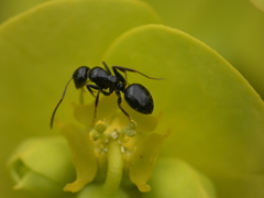 Camponotus piceus