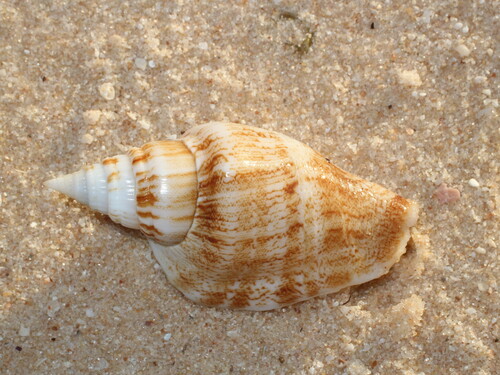 Strombus campbelli, 2026-07-21