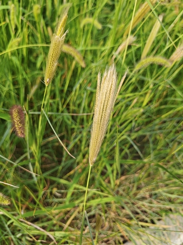虎尾草
