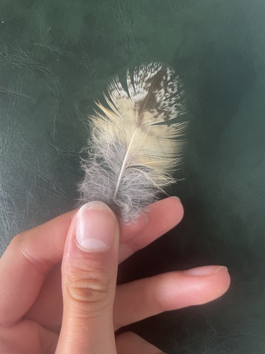 Plume de Hibou moyen-duc