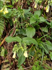 Symphytum tuberosum