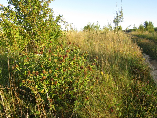Trifolium pannonicum, photograph 4