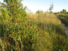 (c) Oleksandr Shynder, some rights reserved (CC BY) Trifolium pannonicum, photograph (c) Oleksandr Shynder, some rights reserved (CC BY)