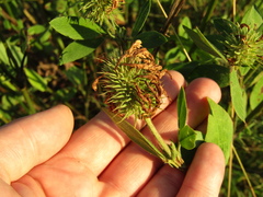 Trifolium pannonicum, photograph (c) Oleksandr Shynder, some rights reserved (CC BY)