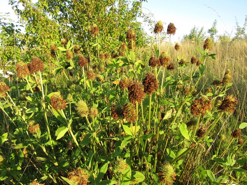 Trifolium pannonicum, photograph 5