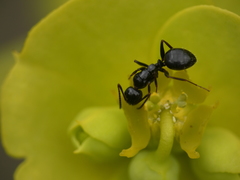 Camponotus piceus