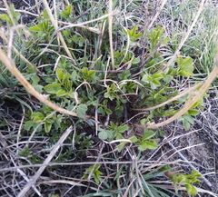 Medicago falcata
