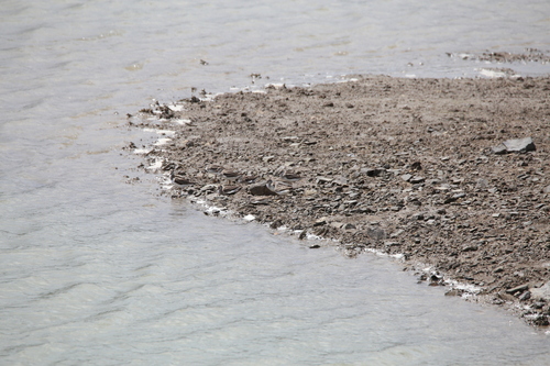 iNaturalist image