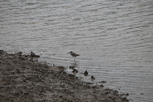 iNaturalist image