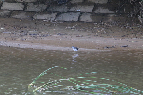 iNaturalist image