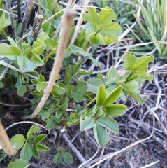 Medicago falcata