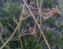 Medicago falcata