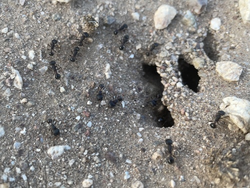 Rough Harvester Ant