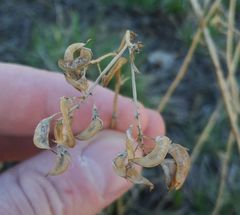 Medicago falcata