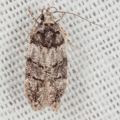 White-banded Pubitelphusa Moth photo 4