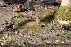 Erithacus rubecula