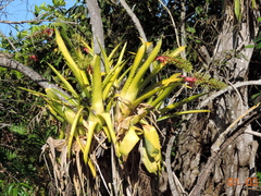 Aechmea bracteata pacifica