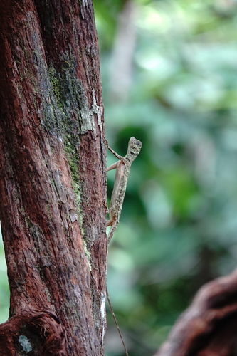 Draco quinquefasciatus, 2026-07-18